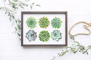 Watercolor Succulent Wooden Framed Sign, Watercolor Succulent Print, Succulent wall hanging, Succulents, Succulent Watercolor Sign, Prints